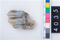 藏品(中型鹿左下顎第3大臼齒)的圖片