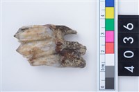 藏品(中型鹿左下顎第3大臼齒)的圖片