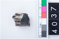 藏品(中型鹿左下顎大臼齒)的圖片