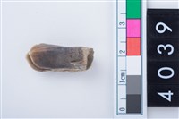 藏品(中型鹿左下顎大臼齒)的圖片