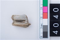 藏品(中型鹿左下顎大臼齒)的圖片