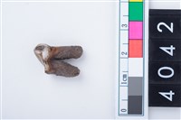 藏品(中型鹿左下顎第2前臼齒)的圖片