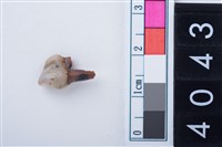 藏品(中型鹿左下顎第2前臼齒)的圖片