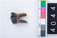 藏品(中型鹿左下顎第3前臼齒)的圖片