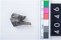 藏品(中型鹿左下顎第3前臼齒)的圖片