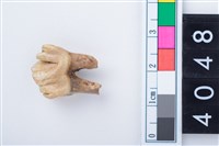 藏品(中型鹿左下顎第3前臼齒)的圖片