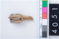 藏品(中型鹿左下顎第4前臼齒)的圖片