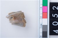 藏品(中型鹿右下顎第1前臼齒)的圖片