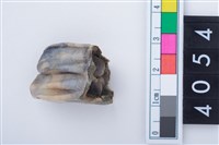 藏品(中型鹿右下顎第1或第2大臼齒)的圖片