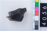 藏品(中型鹿右下顎第1或第2大臼齒)的圖片