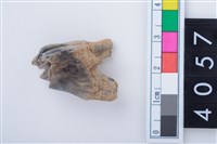 藏品(中型鹿右下顎第1或第2大臼齒)的圖片