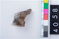 藏品(中型鹿右下顎第1或第2大臼齒)的圖片