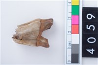 藏品(中型鹿右下顎第1或第2大臼齒)的圖片