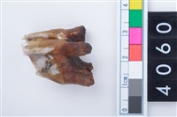 藏品(中型鹿右下顎第1或第2大臼齒)的圖片