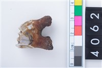 藏品(中型鹿右下顎第1或第2大臼齒)的圖片