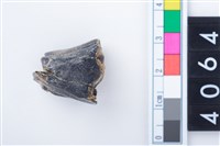 藏品(中型鹿右下顎大臼齒)的圖片