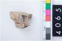 藏品(中型鹿右下顎大臼齒)的圖片