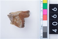 藏品(中型鹿右下顎大臼齒)的圖片