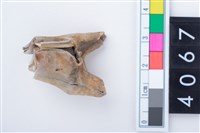 藏品(中型鹿右下顎大臼齒)的圖片