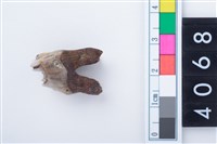 藏品(中型鹿右下顎第4乳前臼齒)的圖片