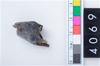 藏品(中型鹿右下顎第4乳前臼齒)的圖片