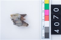 藏品(中型鹿右下顎第4乳前臼齒)的圖片