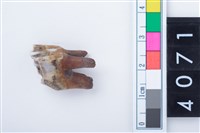 藏品(中型鹿右下顎第4乳前臼齒)的圖片