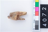 藏品(中型鹿右下顎第4乳前臼齒)的圖片