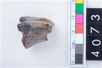 藏品(中型鹿左上顎第1或第2大臼齒)的圖片