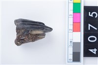 藏品(中型鹿左上顎第1或第2大臼齒)的圖片