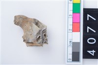 藏品(中型鹿左上顎第1或第2大臼齒)的圖片