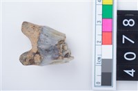 藏品(中型鹿左上顎第1或第2大臼齒)的圖片