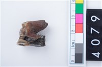 藏品(中型鹿左上顎第1或第2大臼齒)的圖片