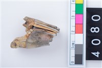 藏品(中型鹿左上顎第1或第2大臼齒)的圖片