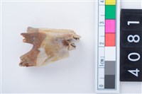 藏品(中型鹿左上顎第1或第2大臼齒)的圖片