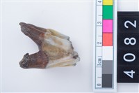 藏品(中型鹿左上顎第1或第2大臼齒)的圖片