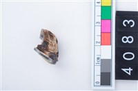 藏品(中型鹿左上顎第1或第2大臼齒)的圖片