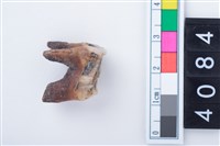 藏品(中型鹿左上顎第1或第3大臼齒)的圖片