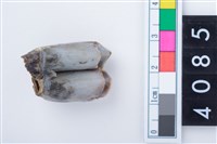 藏品(中型鹿左上顎第3大臼齒)的圖片