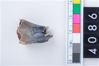 藏品(中型鹿左上顎第3大臼齒)的圖片