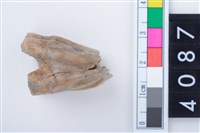 藏品(中型鹿左上顎第3大臼齒)的圖片