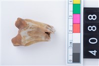 藏品(中型鹿左上顎第3大臼齒)的圖片