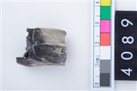 藏品(中型鹿左上顎大臼齒)的圖片