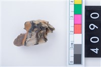 藏品(中型鹿左上顎大臼齒)的圖片