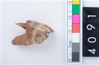 藏品(中型鹿左上顎大臼齒)的圖片