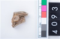 藏品(中型鹿左上顎大臼齒)的圖片