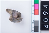 藏品(中型鹿左上顎第4乳前臼齒)的圖片