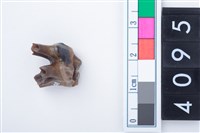 藏品(中型鹿左上顎第2前臼齒)的圖片