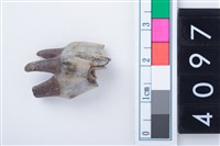 藏品(中型鹿左上顎第2前臼齒)的圖片