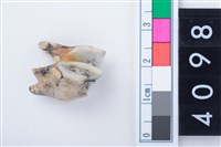 藏品(中型鹿左上顎第2前臼齒)的圖片